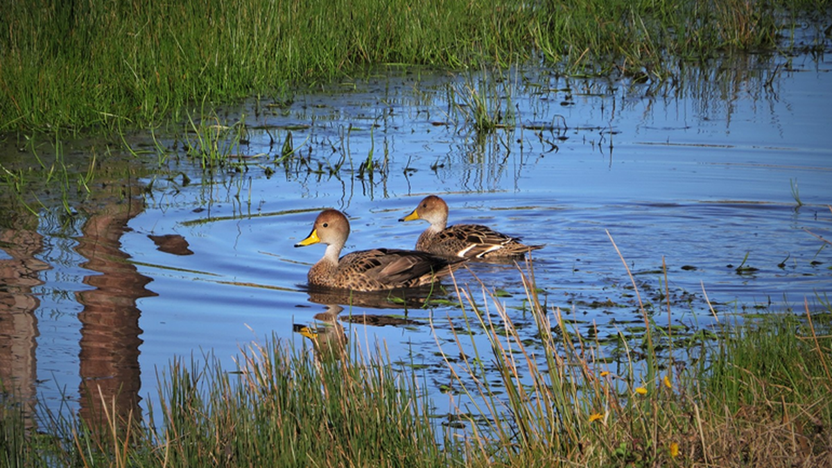 Más de 50 organizaciones solicitan la suspensión inmediata de la caza de patos en Uruguay