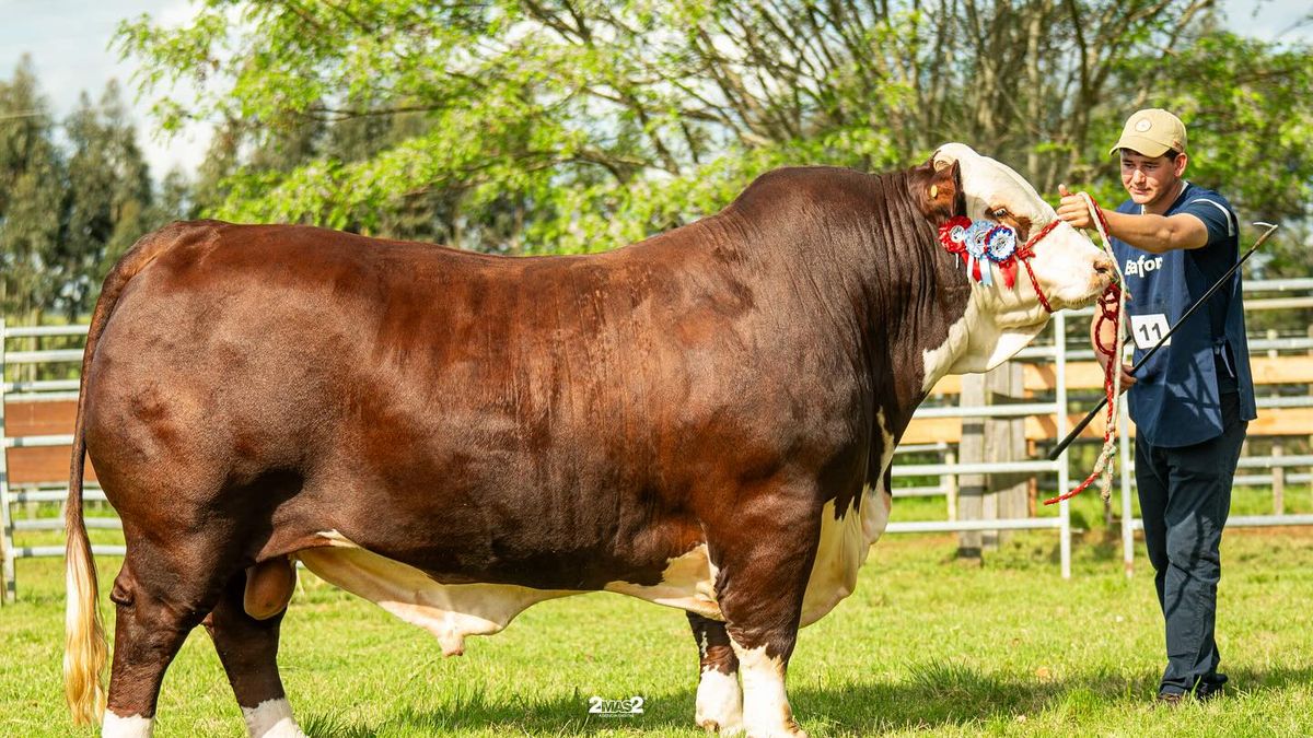 ¡Uruguay nomá! Justiciero, el mejor toro del mundo en la raza Braford, fue criado en Durazno