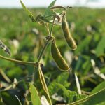 Se disparan los precios de la soja, el trigo y la colza por la guerra y el salto del petróleo