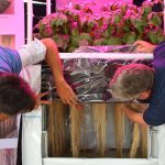 INIA exhibe en Melilla un sistema que mejora la disponibilidad de semilla certificada de papa