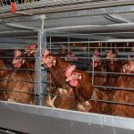 Lo que dijo Fratti sobre la gripe aviar en Uruguay, con una felicitación y enseguida un ruego