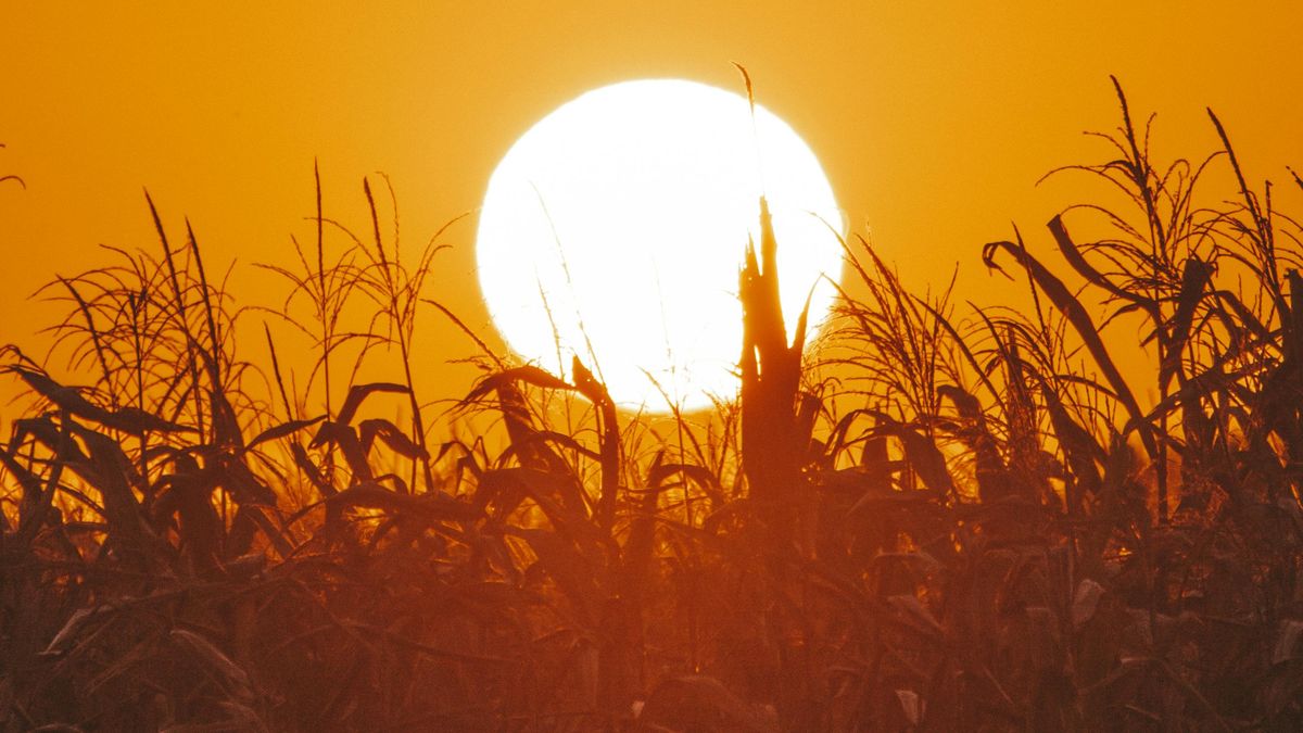 Agricultura «al límite» en todo el mundo por recrudecimiento de episodios de calor extremo