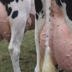 La máquina uruguaya de leche sigue mandando cada vez más materia prima a la industria